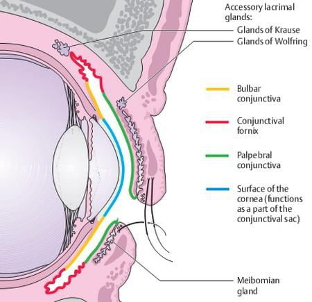 Anatomy of conjunctiva and parts of conjunctiva