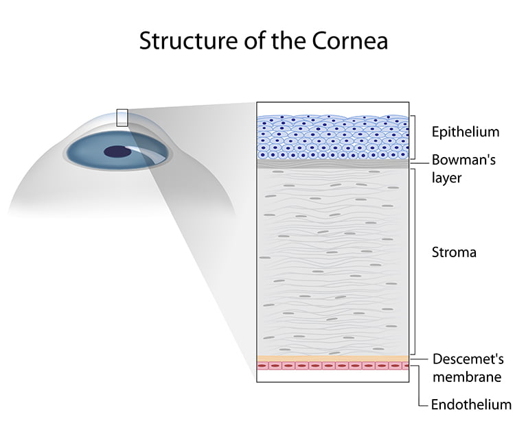 layer of cornea