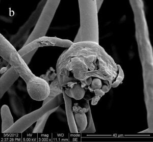 Mucor Black Fungus