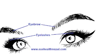 eye lid and eye lashes