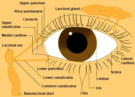 Outer drawing of eye