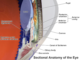 Cornea, Iris, Pupil, and Anterior Chamber